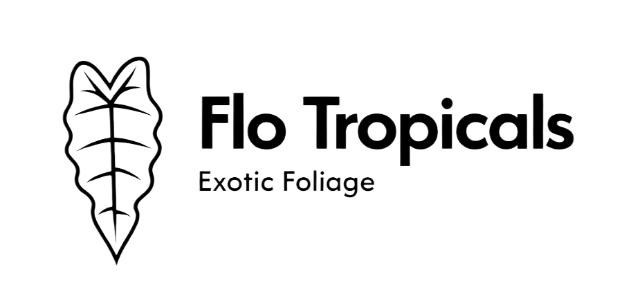 Flo Tropicals